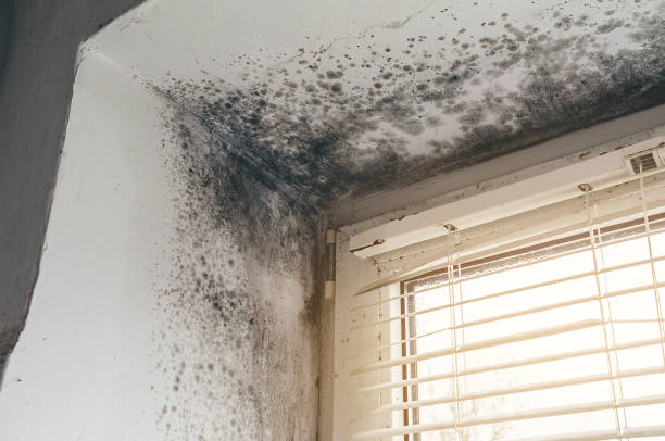 Affordable Bathroom Mold Removal solutions in North Brunswick, NJ